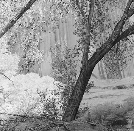 Moqui Canyon cottonwood against lit wall