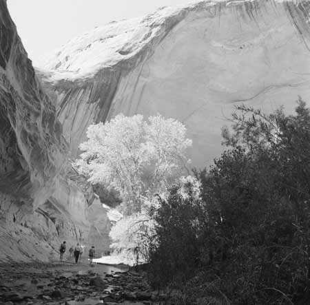 Moqui Canoyn walkers, cliff, cottonwood