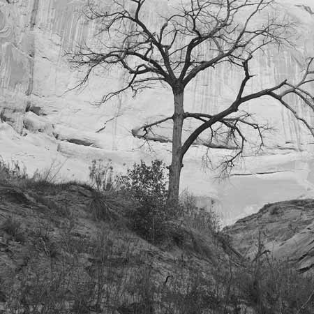 Moqui Canyon leafless Cottonwood