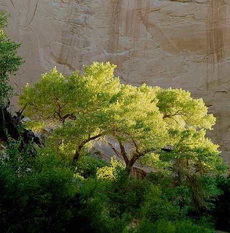 Cottonwoods in Moqui Canyon