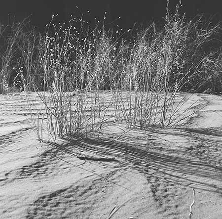 Dried Grass Moqui Canyon