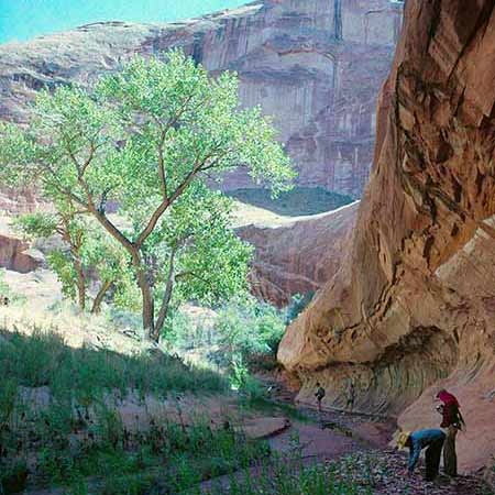 Forgotten Canyon Cottonwood with people