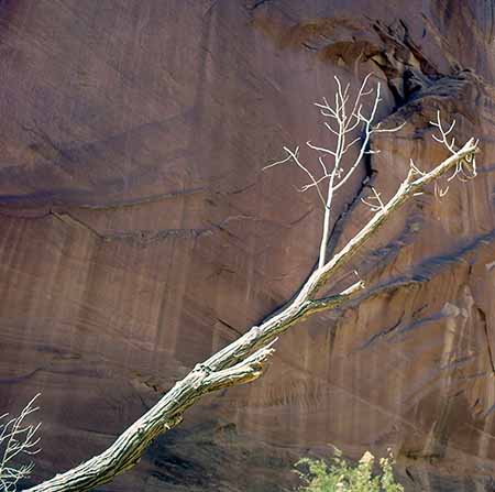 Forgotten Canyon dead Cottonwood in light against wall