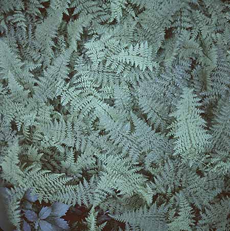 Close up of Ferns in Cathedral in the Desert